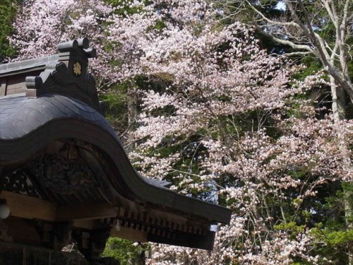 140517_義経神社桜