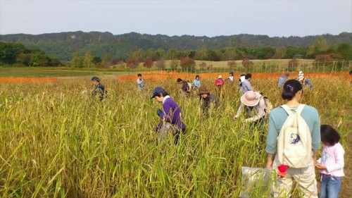 140927_アイヌ文化伝統体験イチャ（収穫）体験