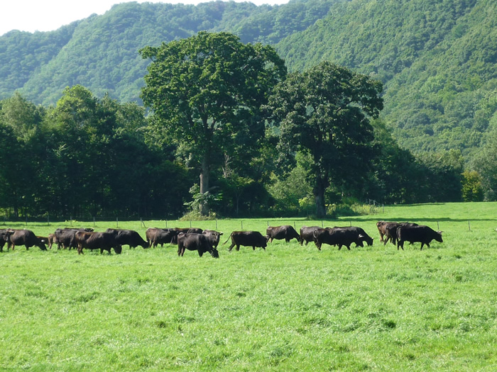 アイヌ伝承地　牧野景観芽生